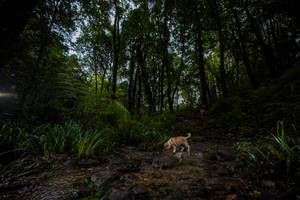 BIB: 
                            <button type="button" onclick="openModal(19237794)" class="btn btn-primary btn-sm float-right btn-popup" data-toggle="modal" data-target=".modal-high-quality">
                        <i class="fas fa-shopping-cart"></i> Add to Cart
                    </button>
                                            <button type="button" onclick="isThisMe(19237794, true)" class="btn btn-success btn-sm float-right btn-popup btn-isme hidden" data-toggle="tooltip" data-placement="bottom" title="นี่คือรูปของคุณใช่ไหม คลิกที่นี่เพื่อเอาเข้าอัลบั้ม">
                        <i class="fas fa-plus"></i> Add to album
                    </button>
                    <button type="button" onclick="isThisMe(19237794, false)" class="btn btn-warning btn-sm float-right btn-popup btn-isnotme hidden">
                        <i class="fas fa-ban"></i> Remove from album
                    </button>